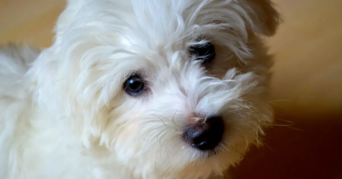 «Ніколи б не завела»: грумерка назвала 7 порід собак і пояснила причини