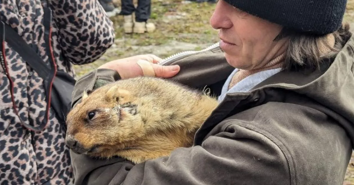 Коли прийде весна: бабак Тимко озвучив несподіваний прогноз
