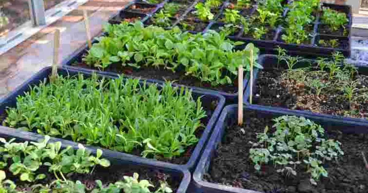 Що посадити в лютому: 5 овочів для раннього врожаю на городі — прості поради для швидкого старту