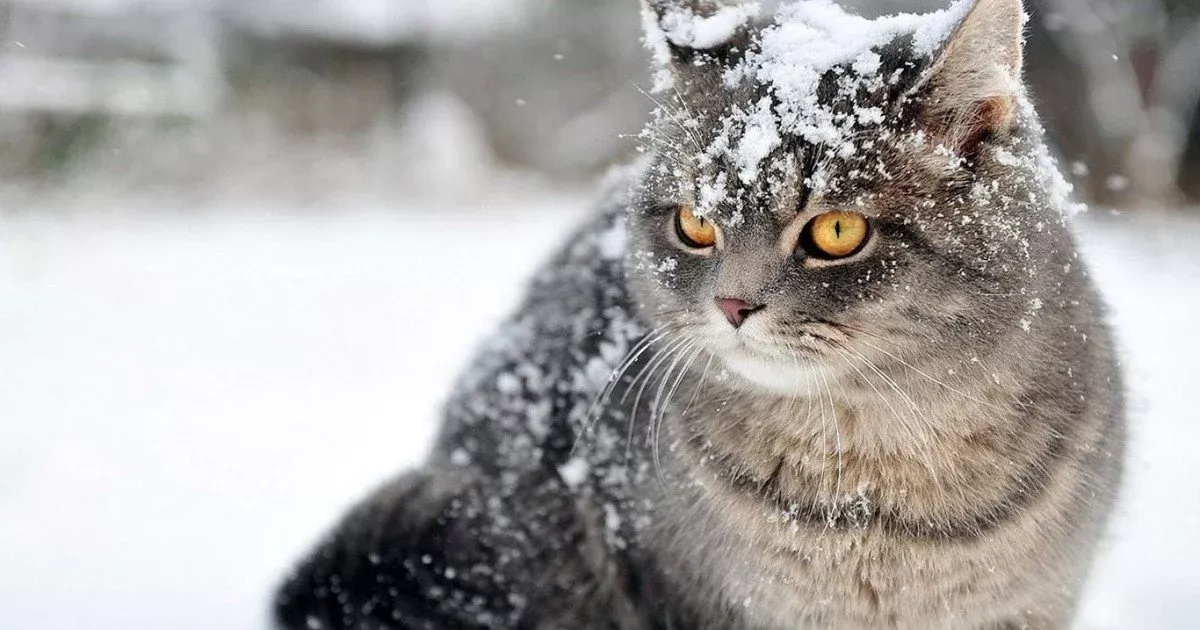 Як допомогти домашнім котам пережити морози: помилки, яких потрібно уникати