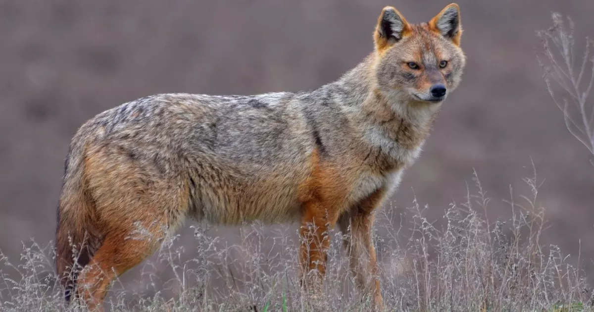 Шакали під обстрілами: як виживає дика природа України