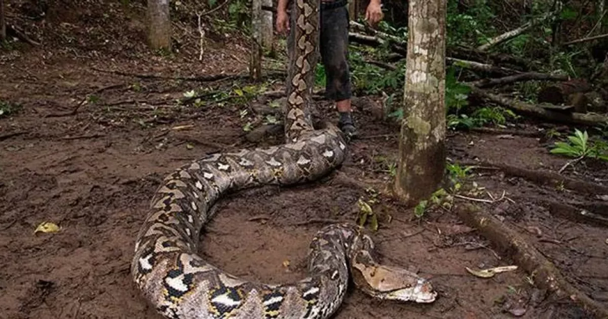 Знайдено найдовшу дику змію у світі — вражаючі фото