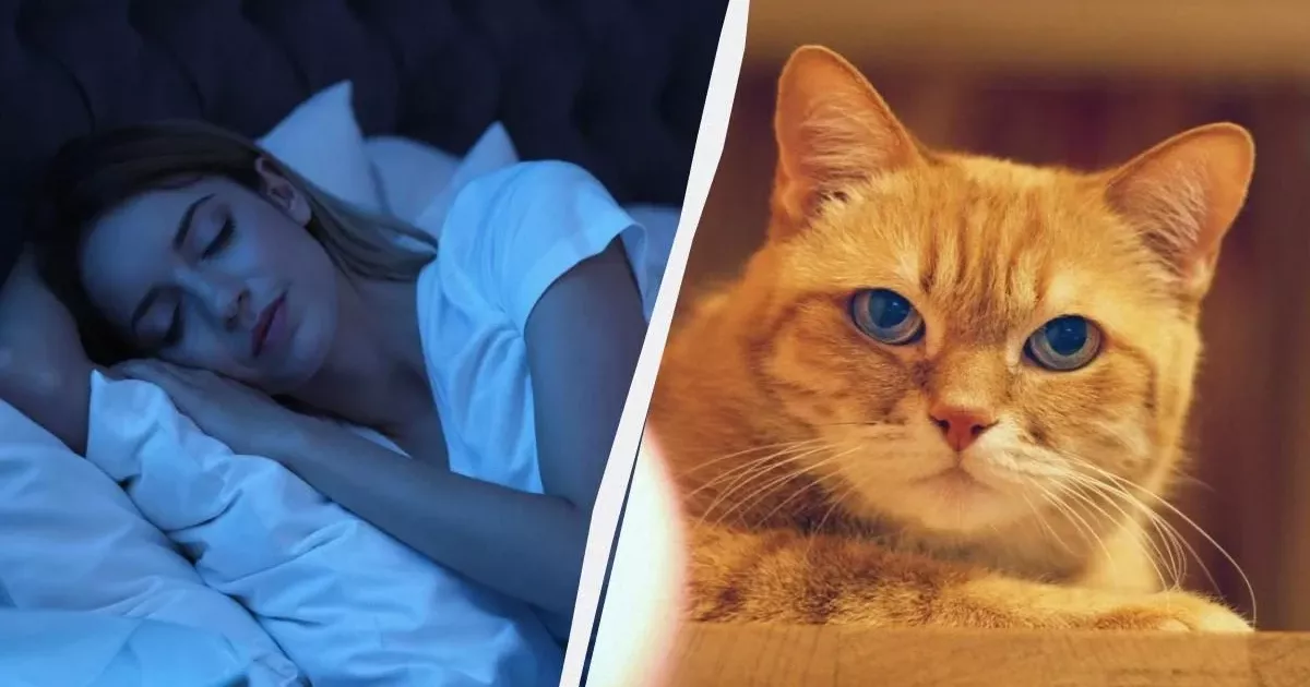 Кіт будить посеред ночі: експерти розповіли, що насправді стоїть за його нявканням