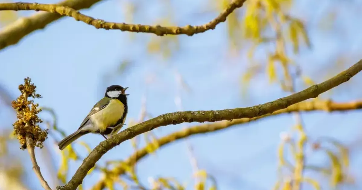 Якою буде весна цього року — прогноз синоптика