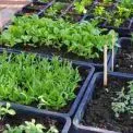 Що посадити в лютому: 5 овочів для раннього врожаю на городі — прості поради для швидкого старту
