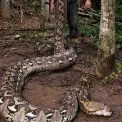 Знайдено найдовшу дику змію у світі — вражаючі фото