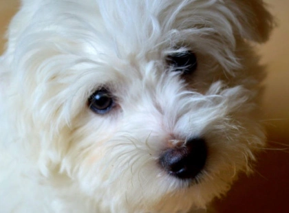 «Ніколи б не завела»: грумерка назвала 7 порід собак і пояснила причини