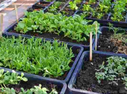 Що посадити в лютому: 5 овочів для раннього врожаю на городі — прості поради для швидкого старту