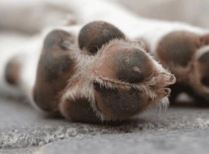 Шок на Львівщині: жорстоке вбивство собаки — поліція розшукує злочинця