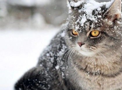 Як допомогти домашнім котам пережити морози: помилки, яких потрібно уникати