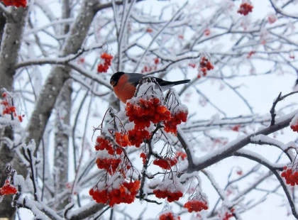 Де поділися снігурі: чому в Україні їх майже не залишилося