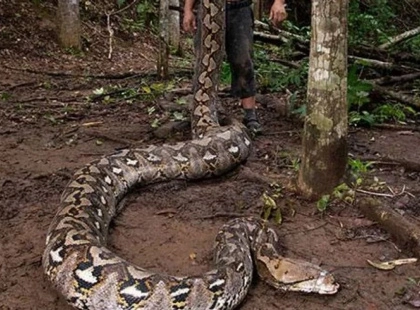 Знайдено найдовшу дику змію у світі — вражаючі фото