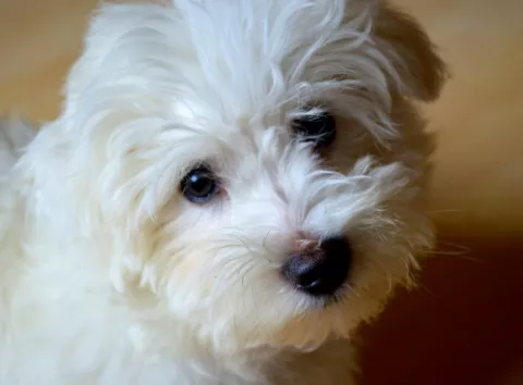 «Ніколи б не завела»: грумерка назвала 7 порід собак і пояснила причини