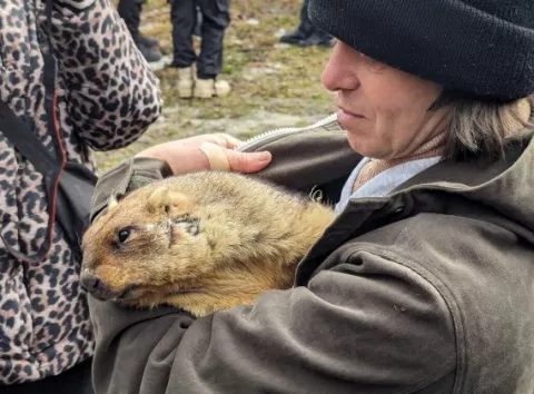 Коли прийде весна: бабак Тимко озвучив несподіваний прогноз