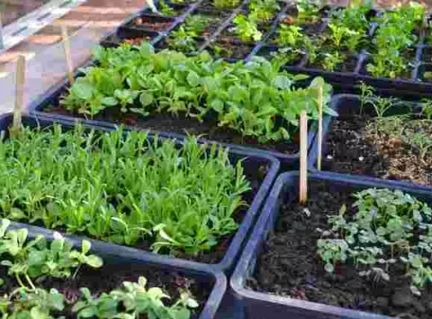 Що посадити в лютому: 5 овочів для раннього врожаю на городі — прості поради для швидкого старту