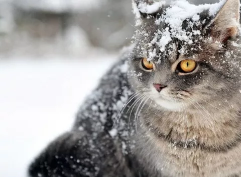 Як допомогти домашнім котам пережити морози: помилки, яких потрібно уникати