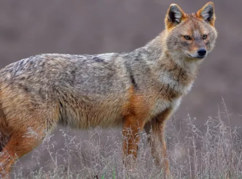 Шакали під обстрілами: як виживає дика природа України