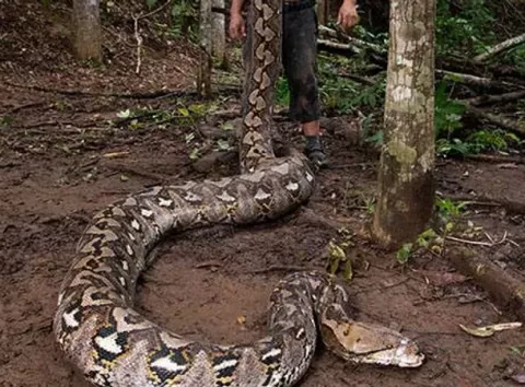 Знайдено найдовшу дику змію у світі — вражаючі фото