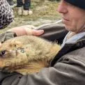 Коли прийде весна: бабак Тимко озвучив несподіваний прогноз