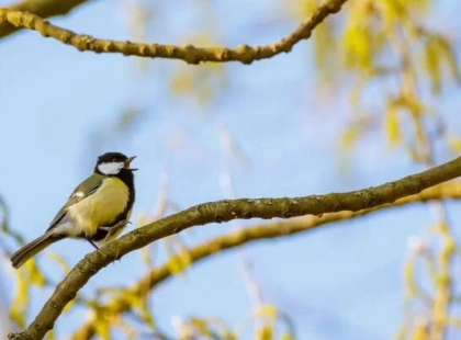 Якою буде весна цього року — прогноз синоптика