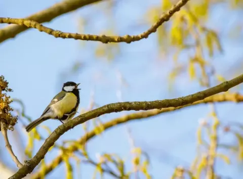 Якою буде весна цього року — прогноз синоптика